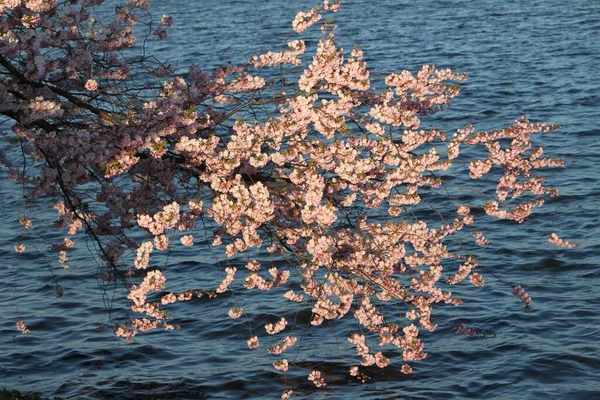 Ein Schöner Schuss Blühender Kirschblüten Auf Den Ästen Ufernähe — Stockfoto