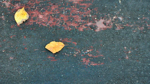 地面に乾燥した葉を持つ地面の平らなレイショット — ストック写真