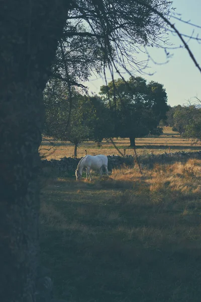 Piękny Pionowy Strzał Białego Konia Polu Trawy — Zdjęcie stockowe