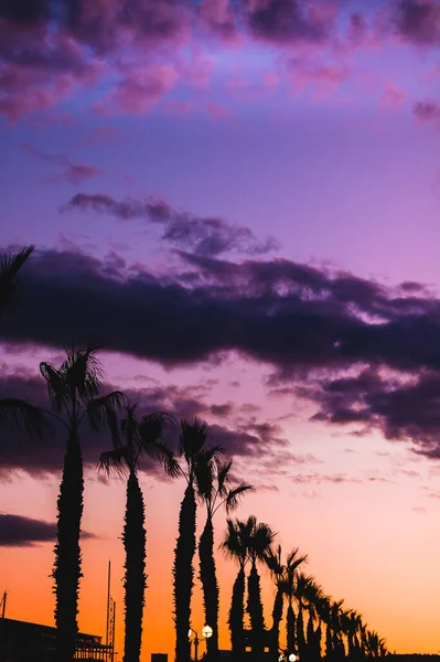 Vertikální Záběr Siluet Palem Během Úchvatného Západu Slunce Alicante Španělsko — Stock fotografie