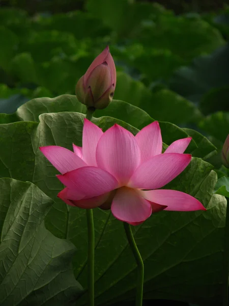 Gros Plan Vertical Une Belle Fleur Lotus Dans Étang — Photo