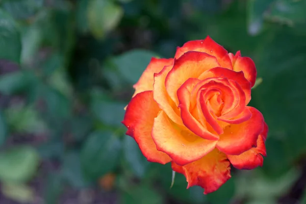 Foco Seletivo Close Uma Flor Rosa Laranja — Fotografia de Stock