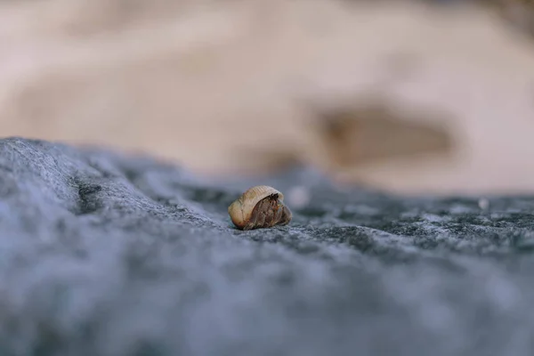 Detailní Záběr Kraba Poustevníka Pláži — Stock fotografie