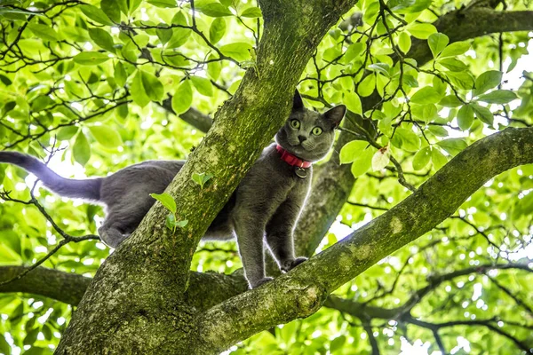 Egy Közeli Kép Egy Szürke Macskáról Egy Fán — Stock Fotó
