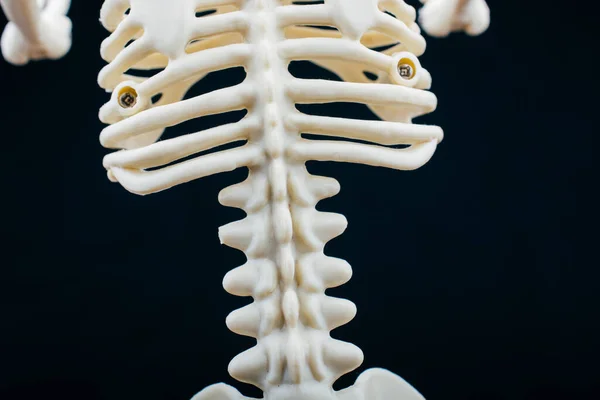 Tiro Perto Espinha Uma Figura Esqueleto — Fotografia de Stock