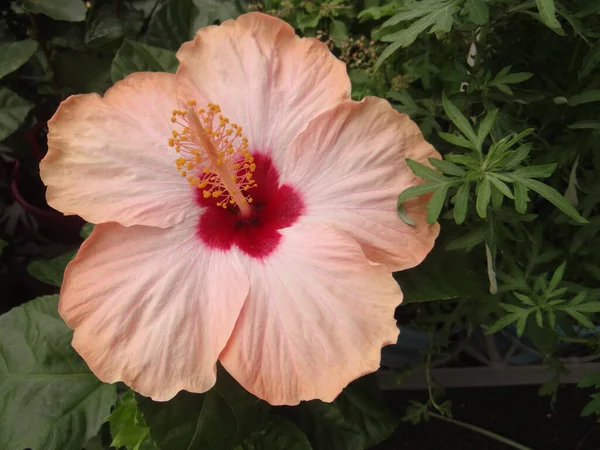 Gros Plan Une Fleur Hibiscus Fleurs Dans Verdure — Photo