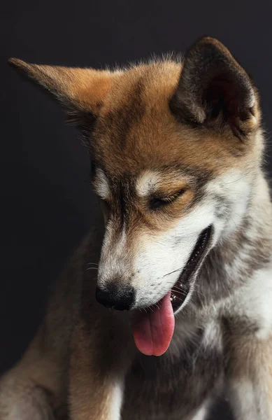 Portret Uroczego Husky Szczeniaka Czarnym Tle — Zdjęcie stockowe