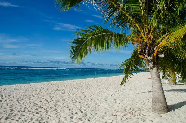 Falealupo Strand Körül Pálmafák Tenger Alatt Kék Samoa — Stock Fotó