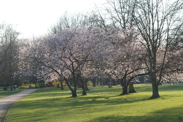 View Blooming Cherry Blossoms Tree Branches Park — Stock Photo, Image