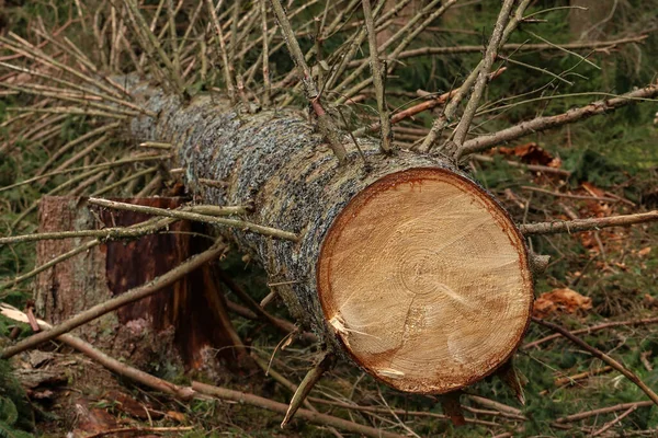 Nahaufnahme Eines Gesägten Baumes Mit Vielen Ästen Die Wald Liegen — Stockfoto