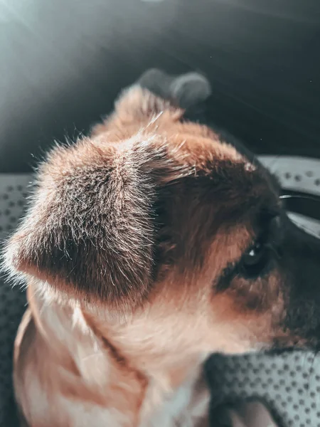 바구니에 귀여운 강아지의 클로즈업 — 스톡 사진