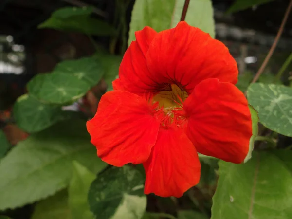 Primo Piano Fiore Rosso Nasturzio Fiore Giardino — Foto Stock