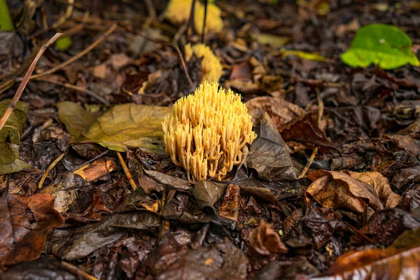 一个由严格的分枝珊瑚真菌和秋天肮脏的叶子在地面上的特写 — 图库照片