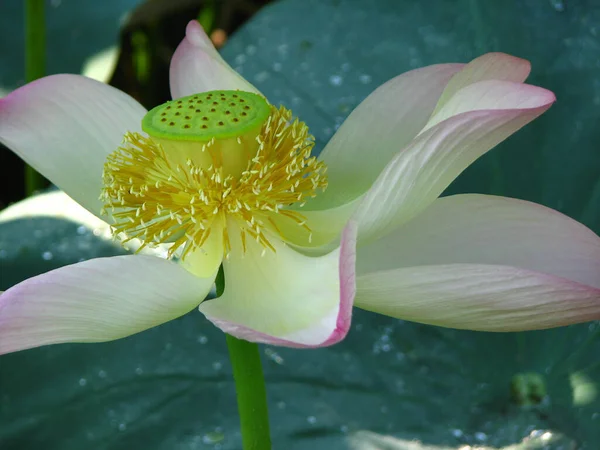 池の中に美しい蓮の花のクローズアップ — ストック写真