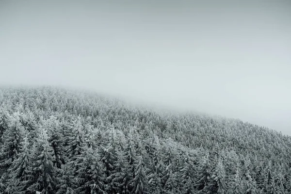 Tiro Alto Ângulo Pinheiros Montanha Coberto Neve Durante Inverno — Fotografia de Stock