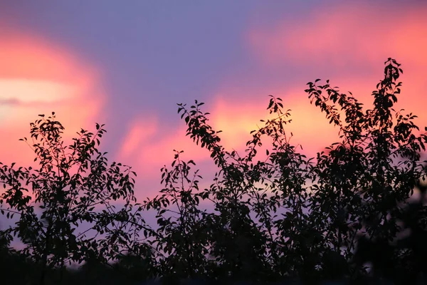 美しい夕日の木々のシルエット — ストック写真
