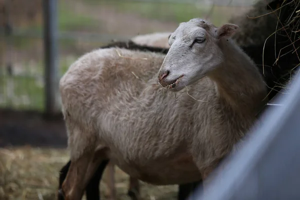 Wybiórcze Ujęcie Owcy Żującej Siano Użytkach Rolnych — Zdjęcie stockowe