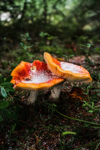 Tiro Close Geada Nas Tampas Laranja Cogumelos Que Crescem Uma — Fotografia de Stock