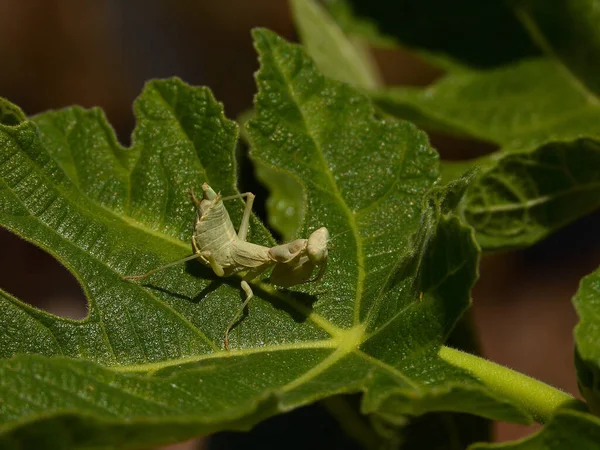 Primer Plano Una Mantis Religiosa Sobre Una Hoja Verde — Foto de Stock