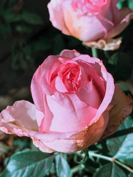 Een Verticaal Close Shot Van Een Mooie Roze Roos Hoofd — Stockfoto