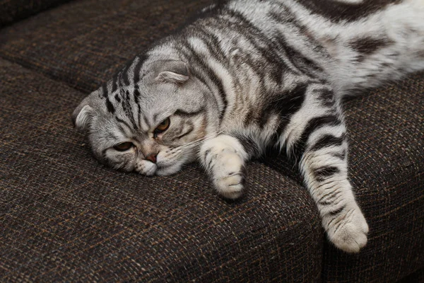 Tiro Close Gato Britânico Abreviado Deitado Sofá — Fotografia de Stock