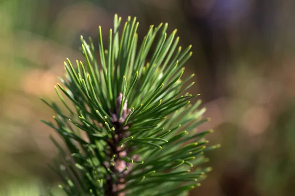 Een Zachte Focus Van Het Topje Van Een Jonge Dennenboom — Stockfoto