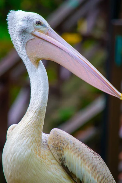 Vertical Shot White Pelican Blurry Background — ストック写真