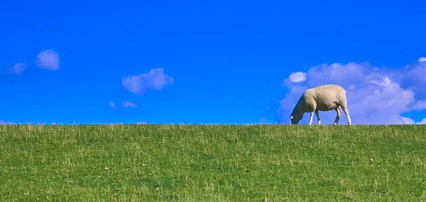 Ein Blick Auf Ein Einzelnes Schaf Das Auf Einem Grasbewachsenen — Stockfoto