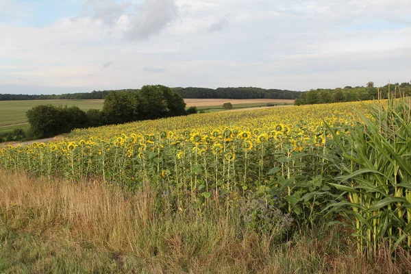 Cierre Tiro Hermosos Girasoles Colores Brillantes Campo —  Fotos de Stock