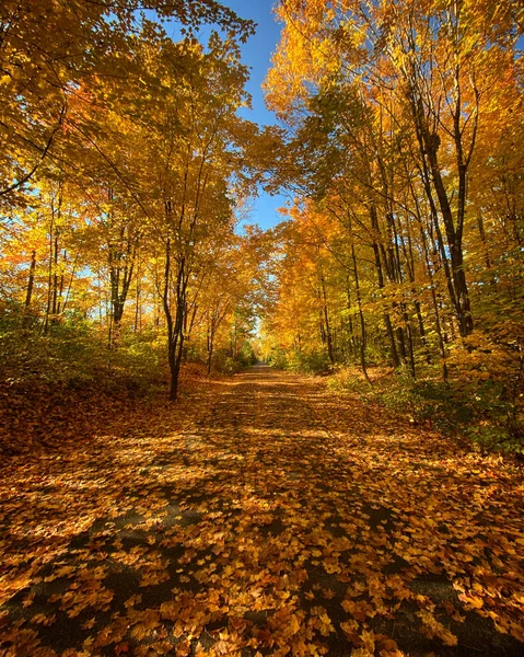 Vertical Shot Pathway Forest Autumn — Stock Photo, Image
