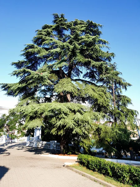 Plano Vertical Gran Árbol Parque —  Fotos de Stock