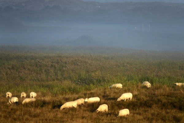 Tiro Alto Ángulo Ovejas Pastando Campo Con Niebla —  Fotos de Stock