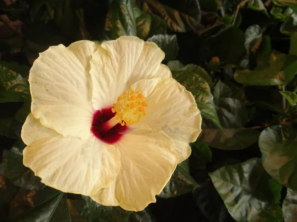 Zbliżenie Ujęcia Kwitnącego Hibiskusa Kwiat Ogrodzie — Zdjęcie stockowe
