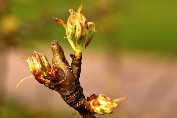 Ένα Ρηχό Πλάνο Εστίασης Των Μπουμπούκια Λουλουδιών Ένα Αναπτυσσόμενο Δέντρο — Φωτογραφία Αρχείου