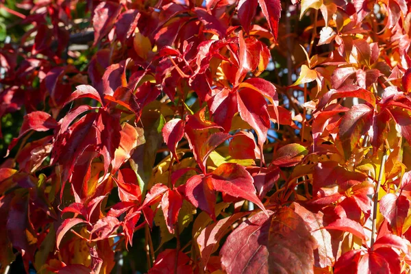 Eine Selektive Fokusaufnahme Bunter Herbstblätter — Stockfoto