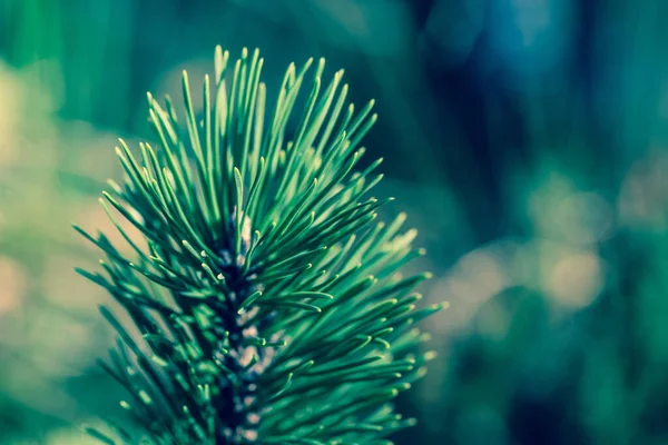 Soft Focus Tip Young Pine Tree — Stock Photo, Image