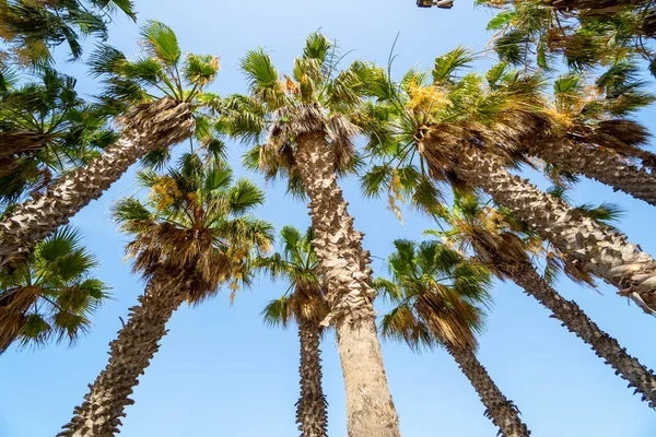 Tiro Ângulo Baixo Cycas Circinalis Árvores Fundo Céu Claro — Fotografia de Stock