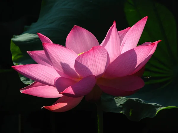 Primer Plano Una Hermosa Flor Loto Estanque — Foto de Stock