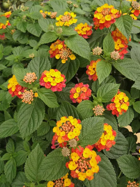 Вертикальный Снимок Цветущих Цветов Лантаны Зелени — стоковое фото