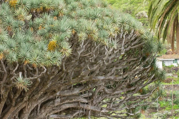 Nahaufnahme Der Äste Einem Scharfen Baum — Stockfoto