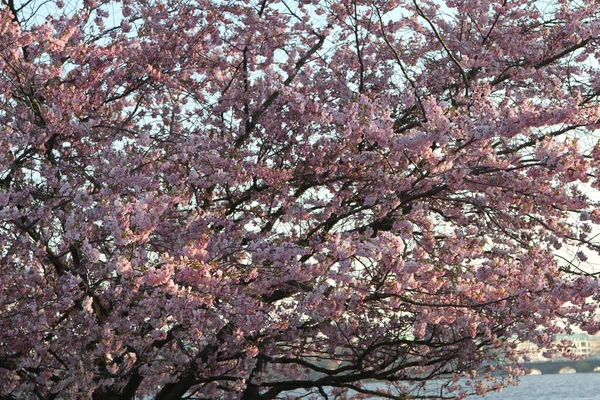 Gros Plan Fleurs Cerisier Fleurit Sur Les Branches Des Arbres — Photo