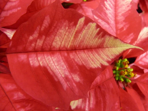Крупним Планом Квітка Пуансетії — стокове фото
