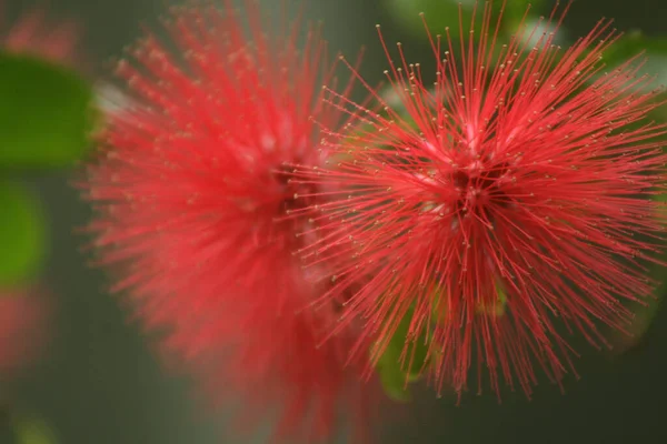 Вибірковий Фокус Червоних Квітів Калліандра — стокове фото