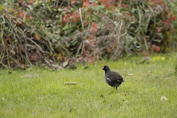 Tiro Seletivo Foco Moorhen Preto Grama — Fotografia de Stock