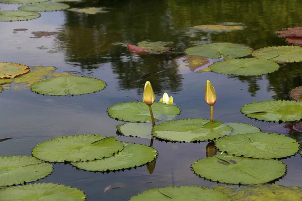 Beau Cliché Fleurs Nénuphars Fleurissant Dans Eau — Photo