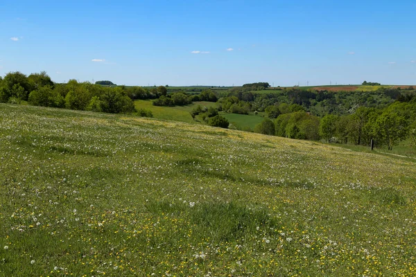 Bel Colpo Ampio Prato Verde Con Fiori Tarassaco Alberi — Foto Stock