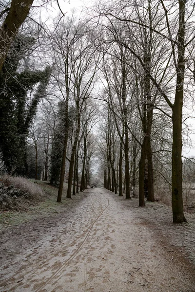 Vertikal Bild Lund Omgiven Snöiga Träd — Stockfoto