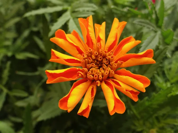 Bahçede Çiçek Açan Bir Marigold Portakal Çiçeğinin Yakın Çekimi — Stok fotoğraf
