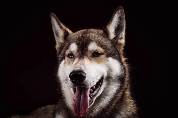 Retrato Husky Siberiano Com Diferentes Olhos Coloridos Sobre Fundo Preto — Fotografia de Stock