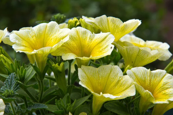 Egy Közeli Felvétel Sárga Petúnia Virágokról Tavasszal — Stock Fotó